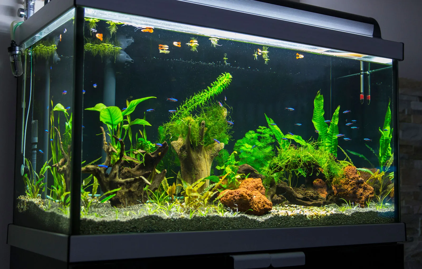 Premium Aquarium